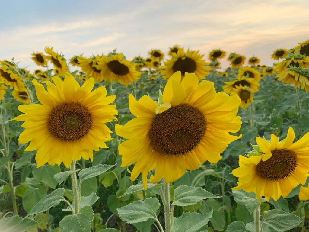 Growth Within The She Who Blooms Garden A stunning field of sunflowers in Ontario during sunset, showcasing vibrant fall colors.